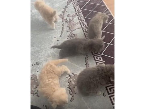 Kedilerim sahiplerini bekliyor