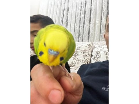 Jumbo çift konuşan muhabbet kuşu