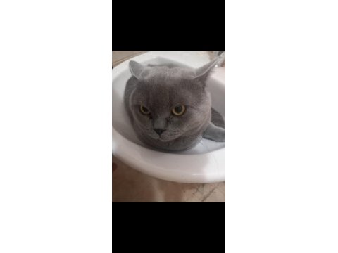 British shorthair