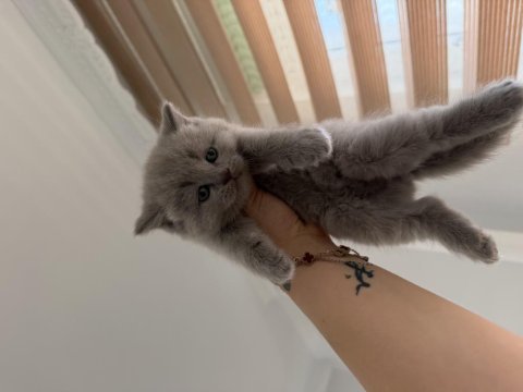 Teslime hazır british shorthair yavrular