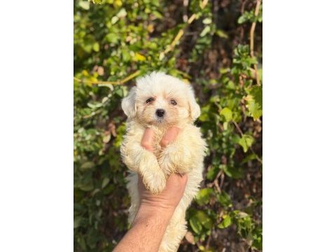 Dişi erkek süt beyaz bebek köpekler