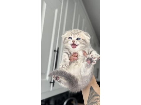 A+ kalite scottish fold 1 aylık
