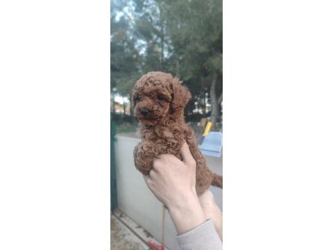 Kore kan toy poodle yavruları