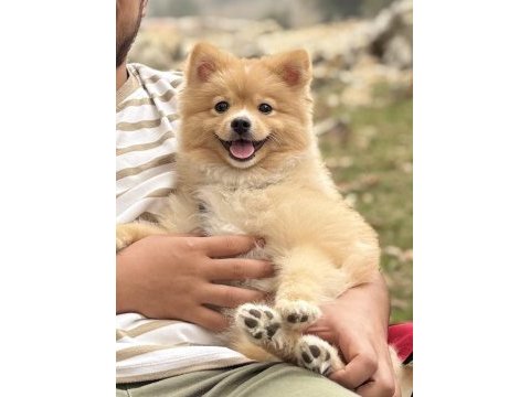 Pomeranian köpeğimiz