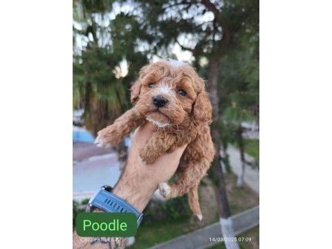 Toy poodle köpeğimiz