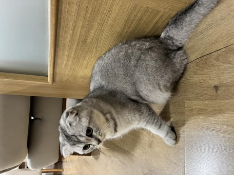 Balıkesir ücretsiz scottish fold kedimizi sahiplendirme