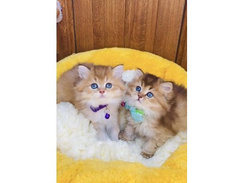 Üst düzey golden ny12 brıtısh shorthair 