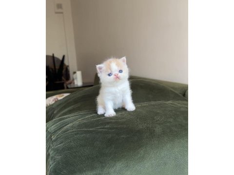 Exotic shorthair snoopy dişi bebek