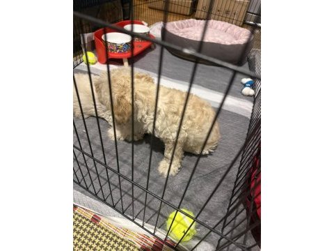 Maltipoo kalite yavrular ırk sağlık garantili