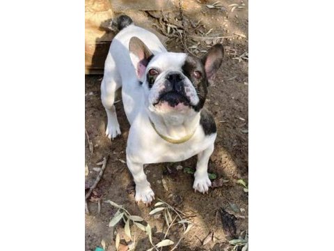 Yavru yetişkin french bulldog köpekler