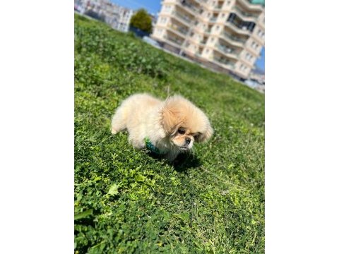 Acil satılık köpeğimiz