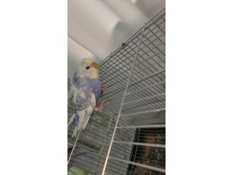 3 adet japones muhabbet kuşlar