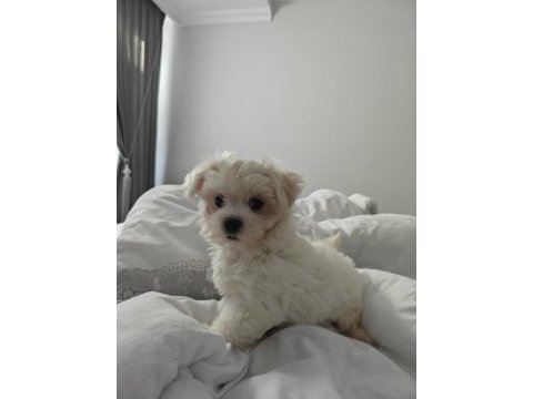 3 aylık aylık maltipoo tuvalet eğitimi var