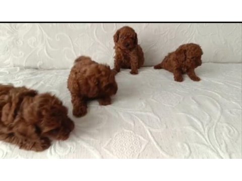 Irk ve sağlık garanti toy poodle yavrularımız