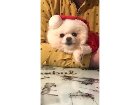 Güzeller güzeli pomeranian kızım yeni yuvasını arıyor
