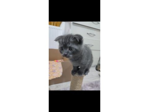 Scottish fold oğlumuza yuva arıyoruz