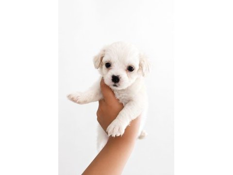 Biz 1 erkek 1 dişi 2 kardeşiz 2.5 aylık köpekleriz
