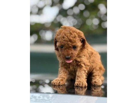 Küçük poodle prensler ve prensesler