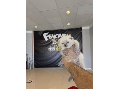 Top kafa scottısh fold yavruları fenomen pet shop