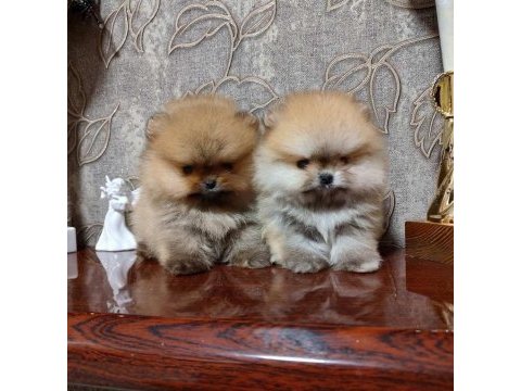Efsane pomeranian boo yavru ayıcık surat