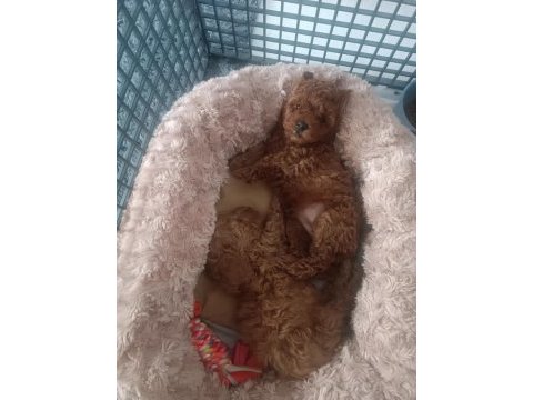 Ev ortamında poodle yavrularımız
