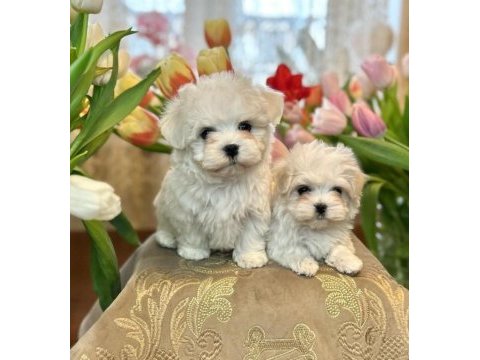 Kore orjinal 0 numara maltese bebekler