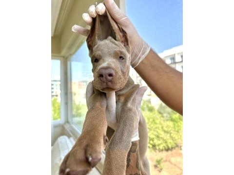 Şampiyon kan hattı a scr(kif-fcı) özel renk doberman