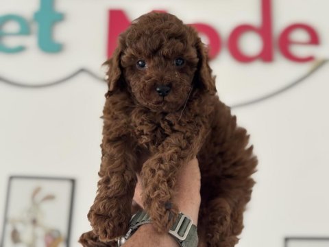 En güzel redbrown kore toy poodle yavrularımız