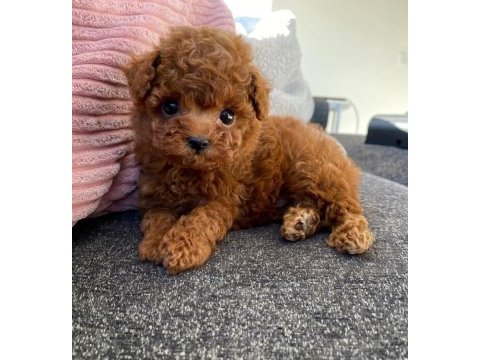 Irk garntili toy poodle 