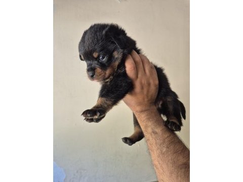 A kalite rottweiler koca kafa yavrular