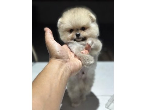 Ayı surat garantili pomeranian