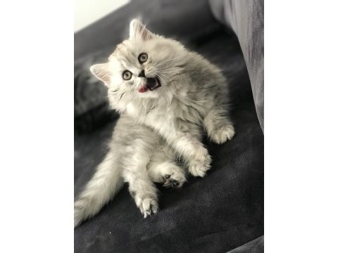British longhair miniğimize yuva arıyoruz