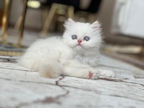 Maviş british longhair kızımıza yuva arıyoruz
