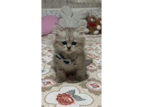 Erkek yavru british longhair