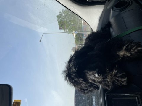 Maltipoo yavru 5 aylık