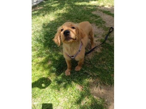 3 aylık golden retriever köpeğimiz