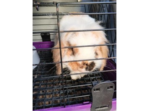 English lop tavşan