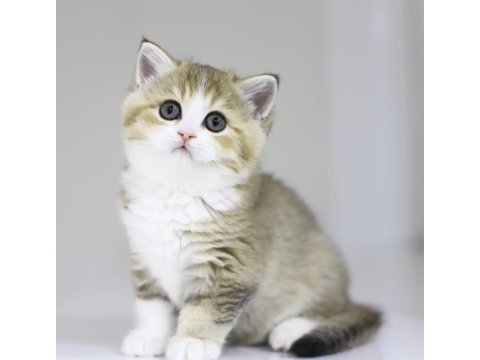 Teslime hazır tontik british shorthair yavrular