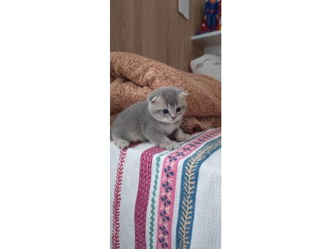 Scottish fold ve british yavru kediler