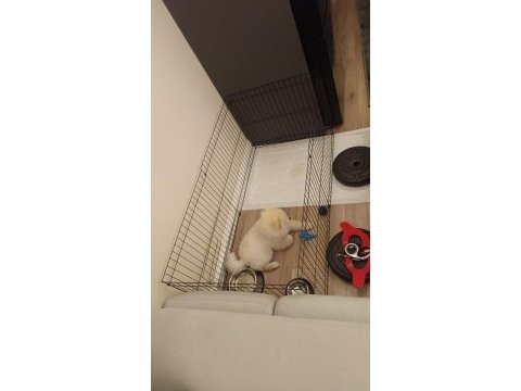 İzmir pomeranian boo yavrumuz