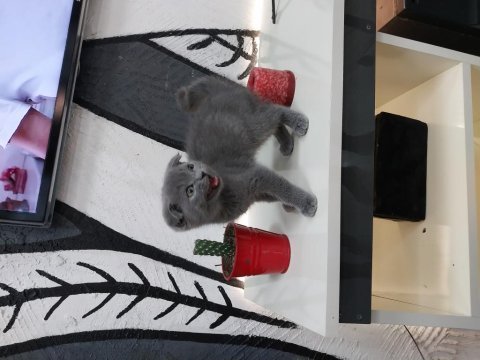Scottish fold