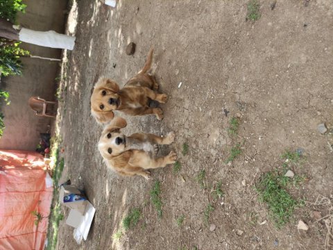 Golden dachshund (golden retriever + dachshund)