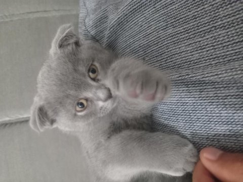 Scottish fold paşamız yeni yuvasına hazır