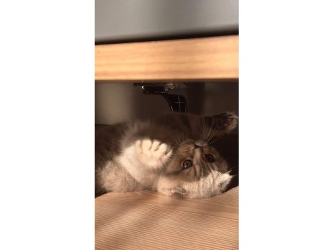 Scottish fold kedimize sıcak yuva arıyoruz