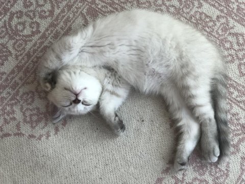 British shorthair