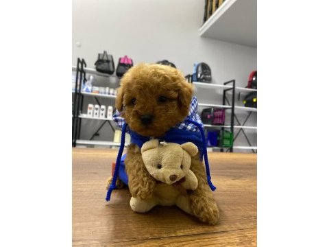F1 maltipoo köpeği yavrular