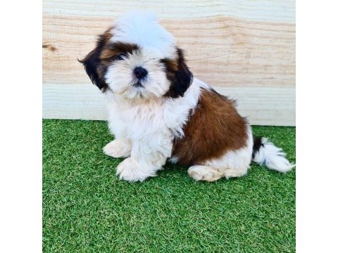 Irk garantili shih tzu yavruları