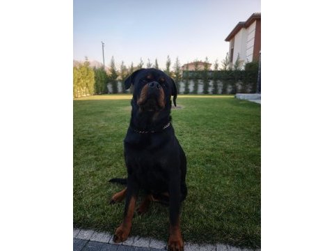 Çiftleştirme ilanı erkek kif şecereli rottweiler