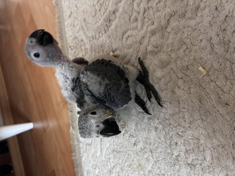 Jako papağanı yavrusu el beslemesi yapmak önemli