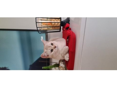 Bursa yavru british shorthair